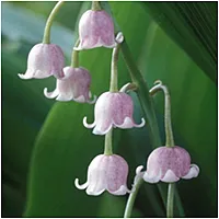 Ландыш Convallaria majal Rosea