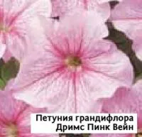 Саженцы пенунии грандифлоры Дримс Пинк Вейн